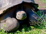 Galapagos conservation volunteer & travel programme
