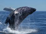 Wildlife safari and whale watching in South Africa
