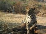 Leopard conservation holiday in South Africa