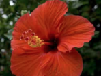 Pacific Islands expedition cruise