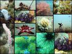 Marine conservation holiday in Cambodia