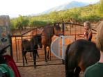 Peloponnese campsite & riding centre, Greece