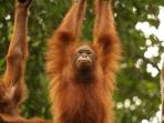 Orangutan volunteering in Borneo and Malaysia
