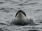 Norway wildlife holiday