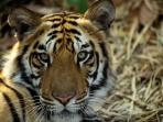 Tiger Conservation in India 