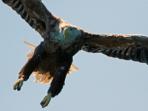 Wildlife holiday in the Isle of Mull, Scotland