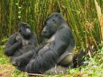 Rwanda safari holiday