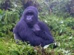 Gorilla tour in Rwanda