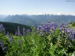 Olympic NP holidays, Washington State, USA