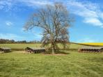 Glamping holidays in the South Downs, England