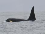 Marine conservation volunteering in Scotland