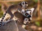 Highlights of Madagascar holiday
