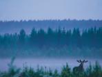 Sweden wildlife short break