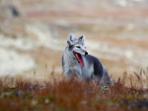 Sweden short break, Arctic Fox tracking