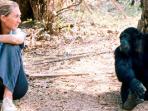 Exclusive Gombe chimpanzee tour in Tanzania