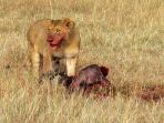 Kenya & Tanzania safari