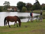 New Forest self guided cycling holidays, England