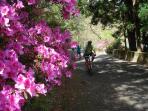 Azores cycling holiday, Portugal