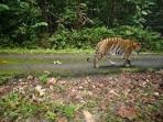 Tiger conservation in Taman Negara,  Malaysia 