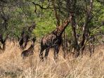 Community & wildlife volunteering in Malawi