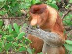 Borneo holiday, Sarawak highlights