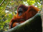 Kalimantan & Komodo tailormade holiday, Indonesia 