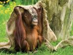 Sarawak wildlife & beach holiday