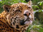 Jaguar Expedition in the Peruvian Amazon
