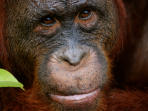Tanjung Puting national park holiday, Indonesia