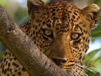Kenyan safari & beach holiday, 12 days 