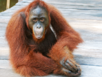 Kalimantan holiday, culture & wildlife 