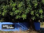 Southern Portugal rural accommodation