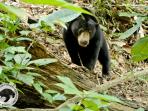 Sun Bear Conservation in Borneo
