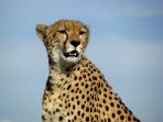 Tanzania safari holiday, 7 days 