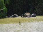 Sri Lanka holiday for solo travellers