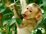 Nature and wildlife holiday in Thailand