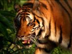 Volunteering in Thailand, wildlife rescue centre