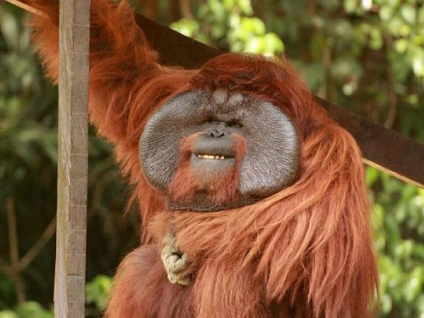 orangutan holidays tours holidays to see orangutans 13 days of christmas