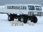 Polar Bear watching holiday, Canada