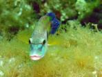 Sardinia snorkelling holidays