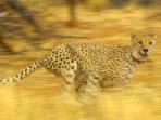 Conservation holiday in Namibia, Leopards & Cheetahs