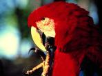 Costa Rica wildlife tour, tailor made