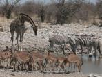 Namibia self drive safari