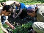 Organic gardening course in Scotland 