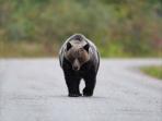 Grizzly bear watching holiday in British Columbia