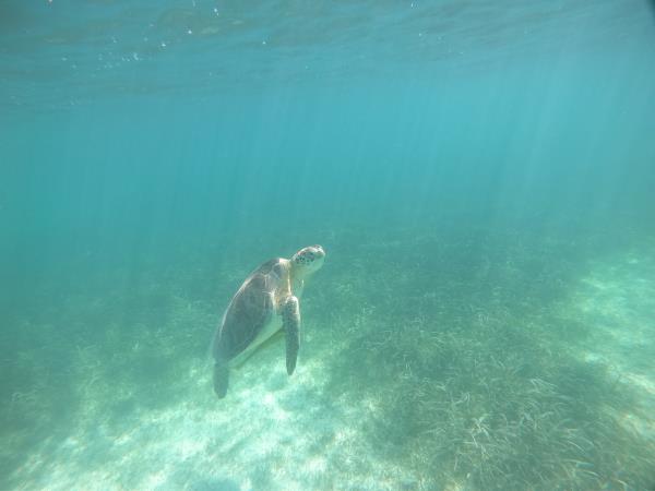 Yucatan wildlife and nature holiday, Mexico