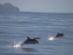 Azores conservation holiday, whales, dolphins and turtles