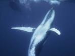 Humpback whale photography expedition, Tonga