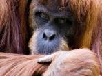 Orangutan conservation holiday, Borneo