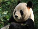 Giant Panda tracking holiday in China